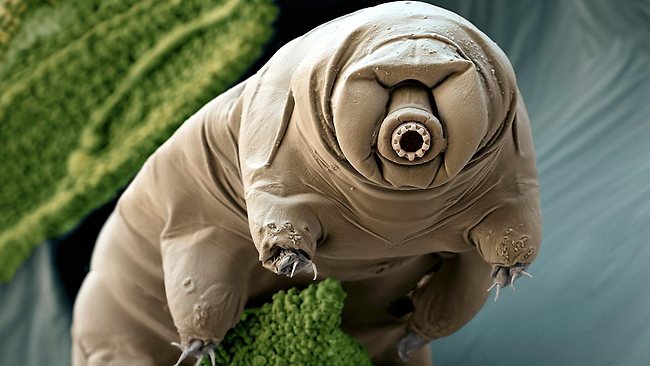 Attached picture tardigrade.jpg